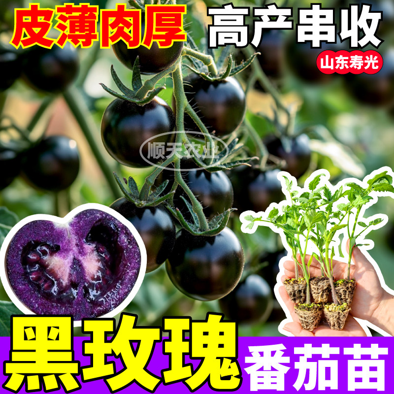 黑玫瑰番茄苗秧四季高产串收纯紫色圣女果种子带土球阳台小院盆栽