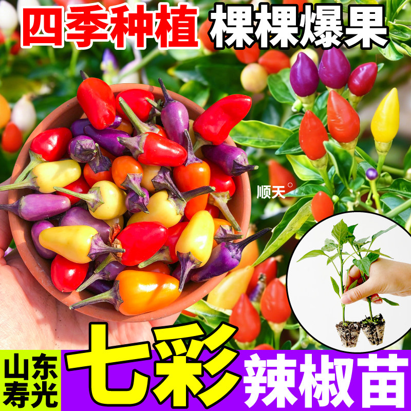 山东寿光七彩辣椒苗秧红小米五彩多彩辣椒种子高产阳台庭院盆栽
