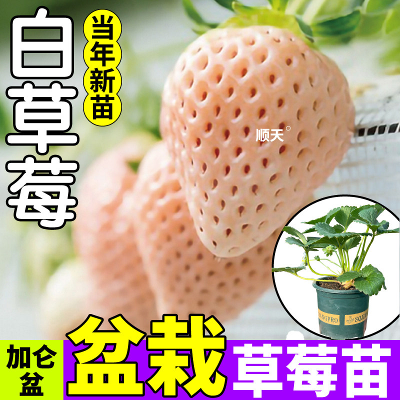 寿光对版天使AE草莓盆栽苗原土原盆四季高产香野红颜奶油草莓苗