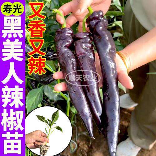 寿光黑美人辣椒苗秧四季高产抗病紫螺丝椒苗紫妃辣椒阳台盆栽种子