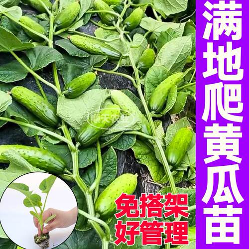满地爬黄瓜苗秧带土球水果旱黄瓜种子籽阳台盆栽春秋四季高产种植