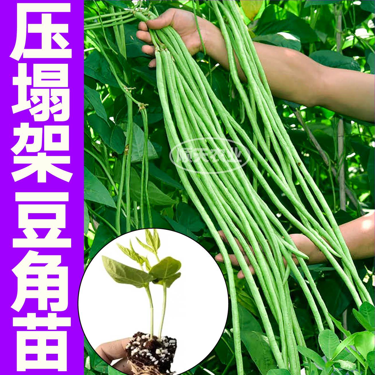 压塌架绿长豆角秧苗带土球春秋庭院露天摘不败绿红豇豆种子籽高产