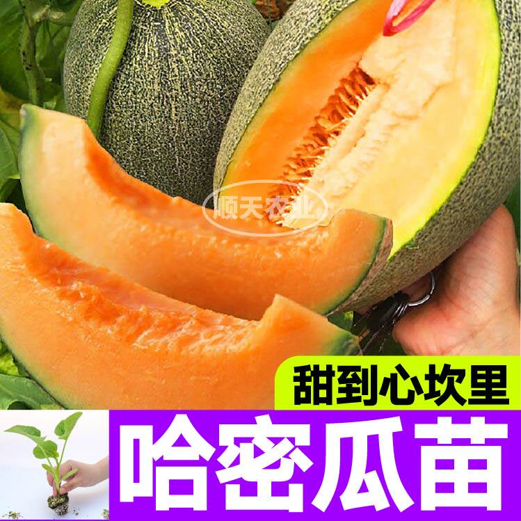 寿光超甜哈密瓜秧苗爆甜羊角蜜甜瓜香瓜种子籽盆栽阳台春秋带土球