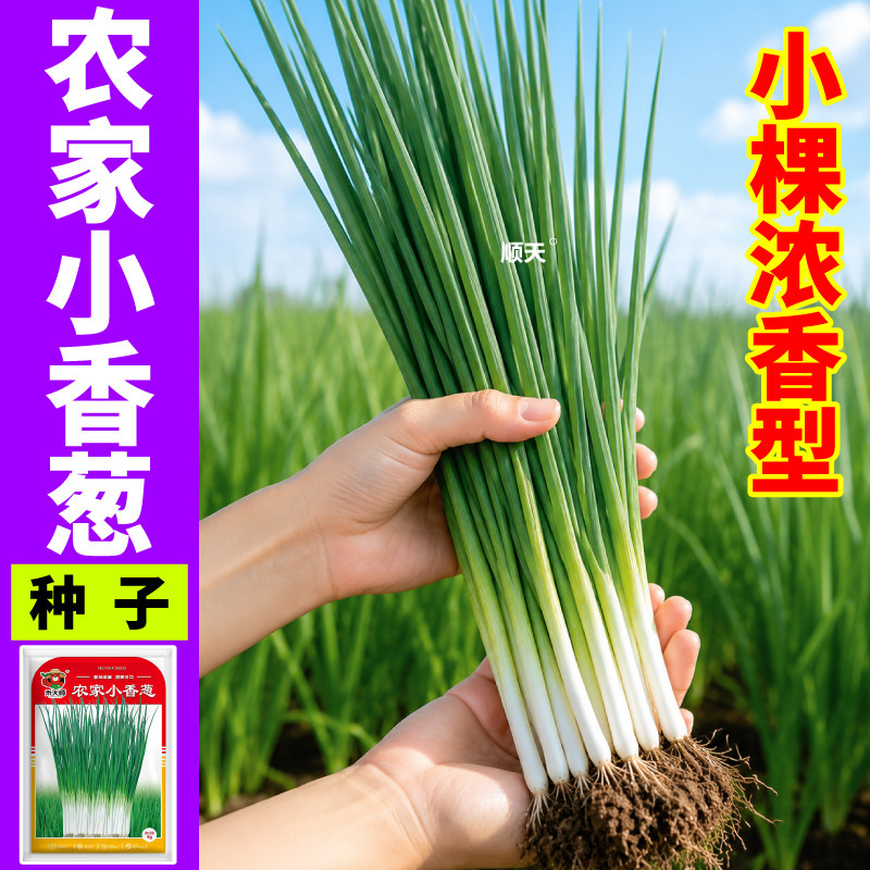 农家小香葱种子耐寒抗热葱味十足高产抗病葱种籽盆栽阳台庭院种植