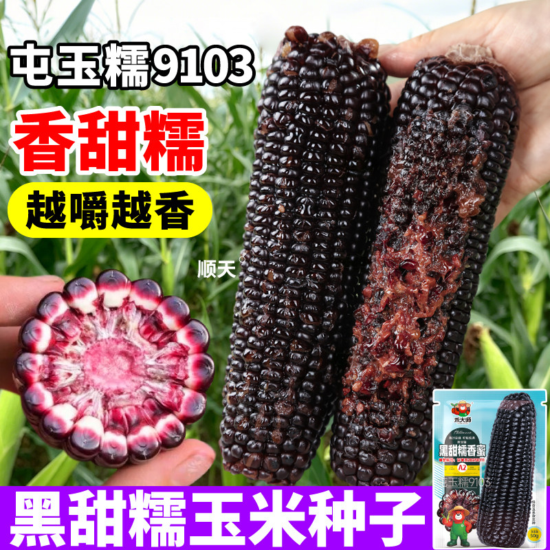 屯玉糯9103黑甜糯玉米种子白黄棒子玉米种籽大全大田量产春秋种植