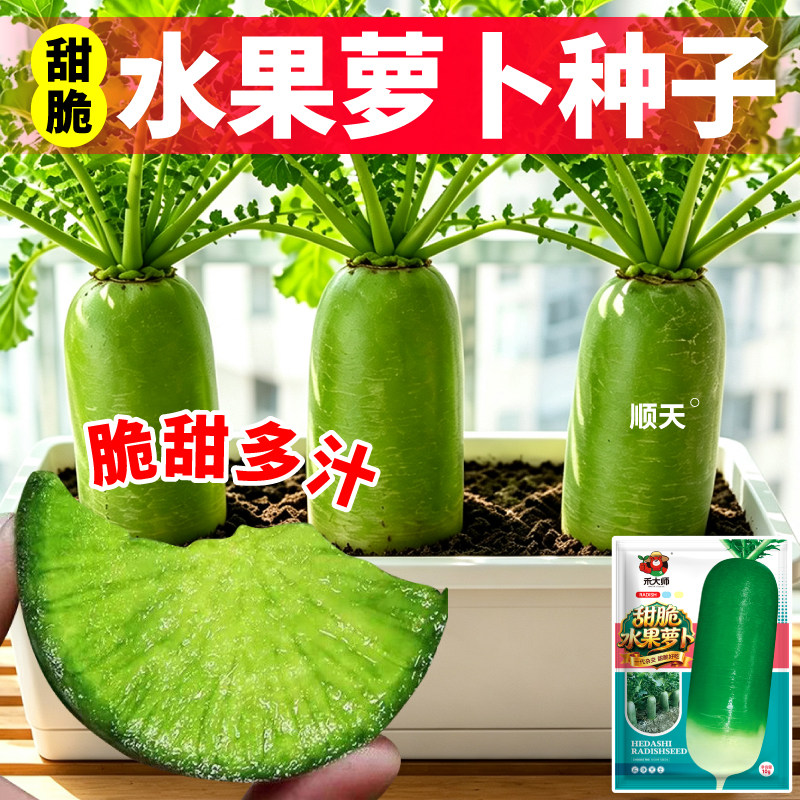 早熟高产水果萝卜种子青萝卜种籽口感脆甜韩白玉萝卜种子盆栽大田
