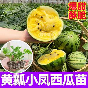 寿光超甜黄瓤小凤西瓜苗懒汉麒麟8424黄皮种子四季盆栽带土球皮薄