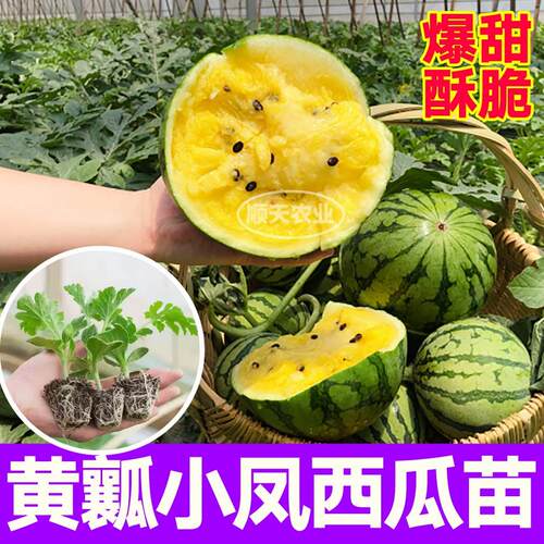 寿光超甜黄瓤小凤西瓜苗懒汉麒麟8424黄皮种子四季盆栽带土球皮薄