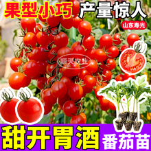 寿光甜开胃酒番茄苗秧高产串收带土球正版圣女果种子四季阳台盆栽