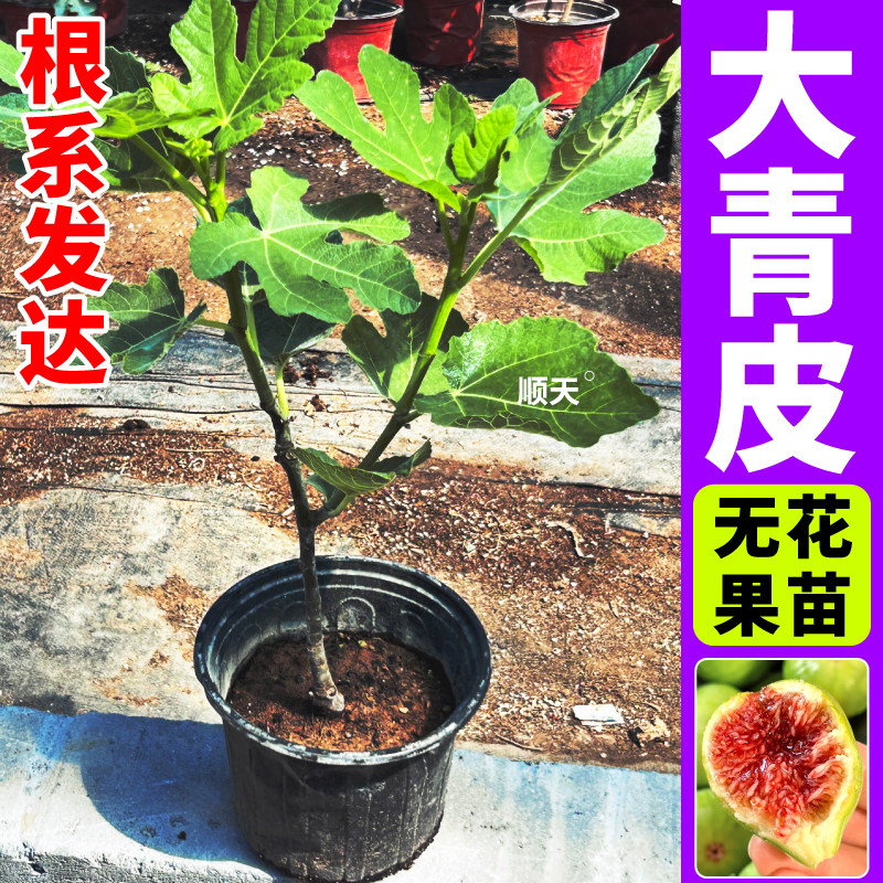 大青皮无花果树苗耐寒根壮苗旺