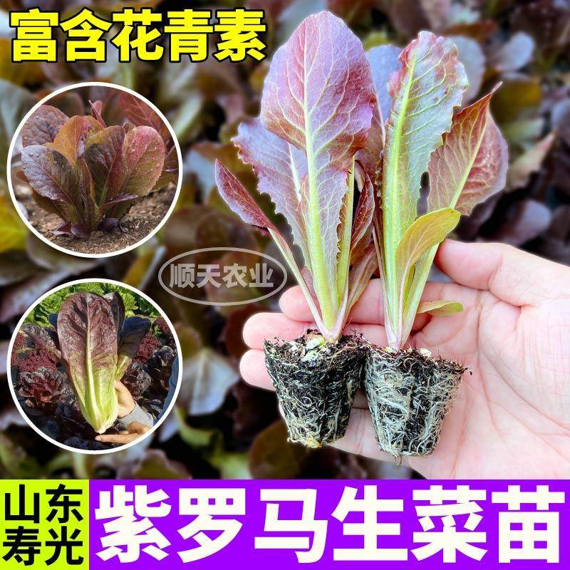 寿光紫罗马生菜苗秧咖啡香麦菜大速结球红皱生菜种子四季盆栽阳台