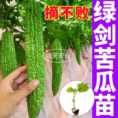 高产绿剑苦瓜苗秧带土球绿苹果疙瘩苦瓜种子籽春秋阳台四季盆栽苗