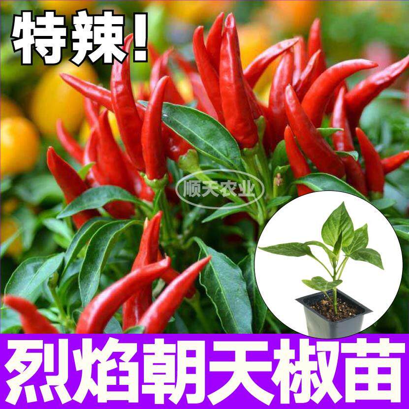 高产烈焰朝天椒秧苗带土球特辣杭线白玉小米螺丝椒种子籽盆栽四季