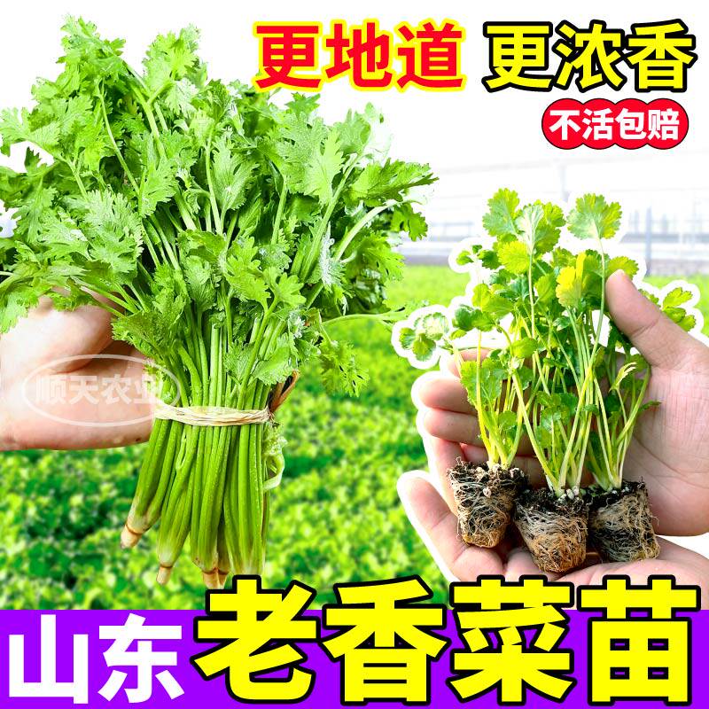 山东老香菜苗秧地道浓香芫荽大田蔬菜阳台小院盆栽带土球寿光直发