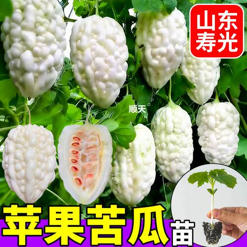 正宗苹果苦瓜苗秧四季春秋盆栽庭院可种绿白苹果苦瓜种子四季高产