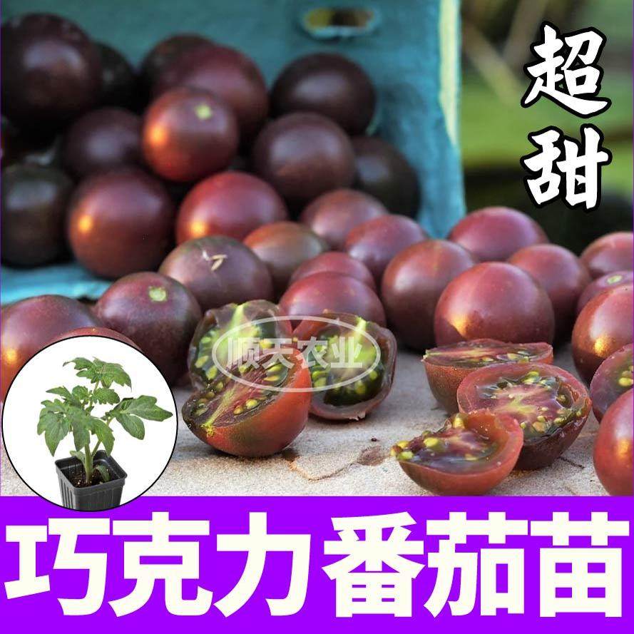 超甜巧克力番茄秧苗带土球小樱桃西红柿种子盆栽庭院春秋四季种植,鲜花速递/花卉仿真/绿植园艺,种苗/半成品盆栽,淘宝优惠券,粉丝福利购,淘宝优惠卷