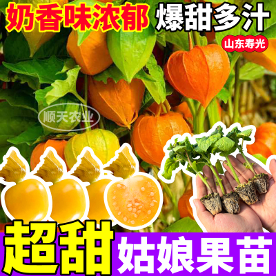 超甜姑娘果苗秧奶香多汁四季特高产阳台小院盆栽紫黄菇娘果种子
