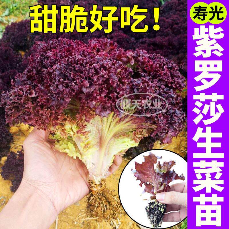 甜脆好吃紫罗莎生菜苗秧带土球大速红皱奶油直立生菜种子营养四季
