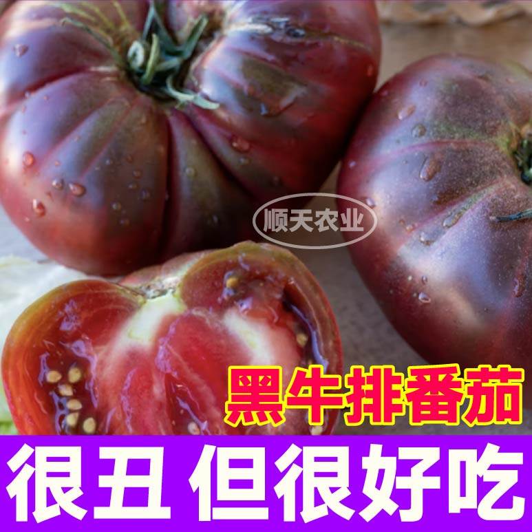 黑牛排番茄秧苗巨型丑柿子黑鹅肝西红柿种子四季盆栽带土球口感好,鲜花速递/花卉仿真/绿植园艺,种苗/半成品盆栽,淘宝优惠券,粉丝福利购,淘宝优惠卷