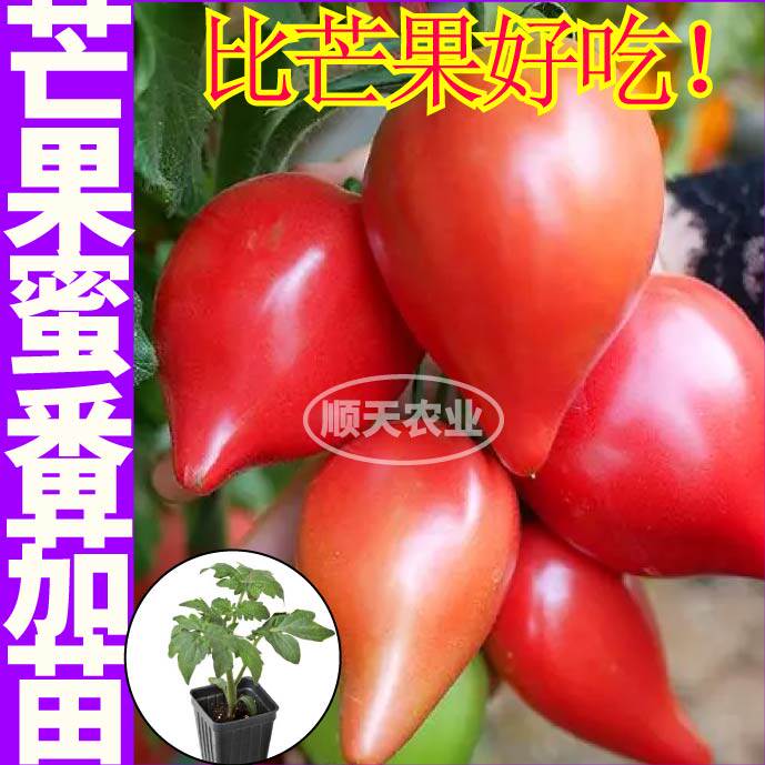 山东寿光沙瓤爆甜红黄芒果蜜番茄秧苗牛心西红柿种子高产盆栽四季