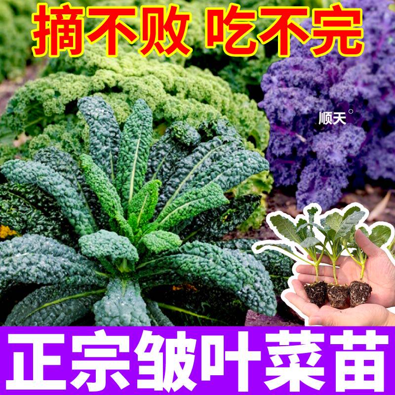 高产皱叶菜苗秧耐寒四季蓝绿紫粉羽衣甘蓝种子蔬菜苗庭院盆栽种植