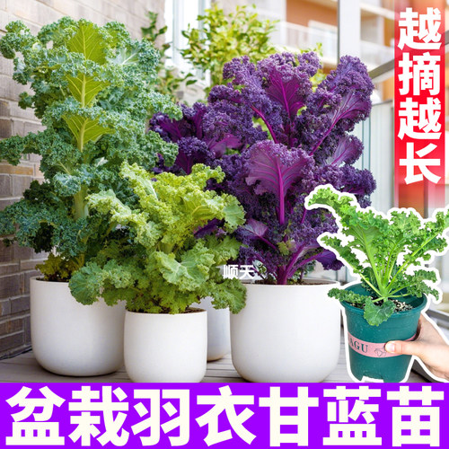 耐寒羽衣甘蓝大苗加仑盆栽冬季花卉庭院观赏食用原土原盆高株易活