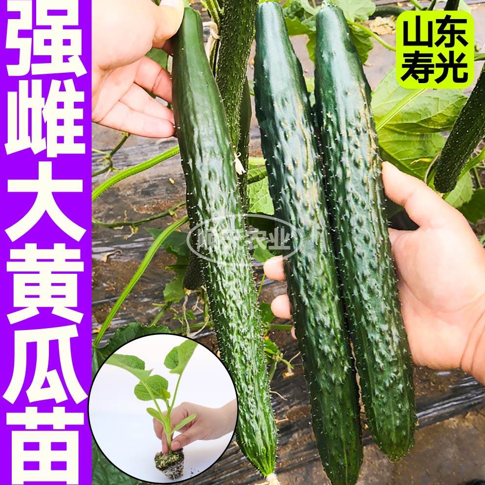山东寿光强磁大黄瓜秧苗带土球水果黄瓜盆栽地栽春秋大黄瓜种子籽