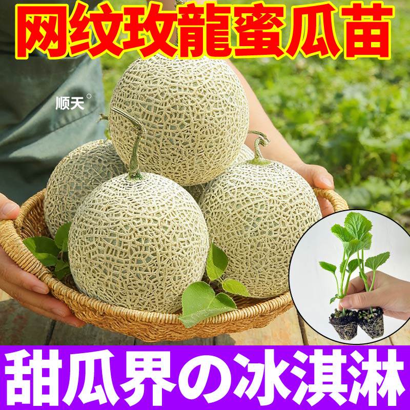 超甜网纹玫龍蜜瓜苗高产软糯网纹玫珑蜜瓜苗秧种子哈密瓜玉菇苗秧