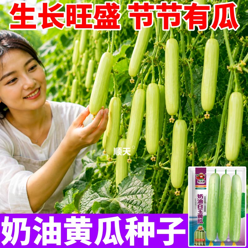 寿光直发奶油白玉黄瓜种子高产