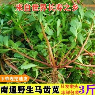如皋野生马齿苋菜新鲜包邮马齿菜马蜂菜长寿菜马齿笕蚂蚱菜3斤