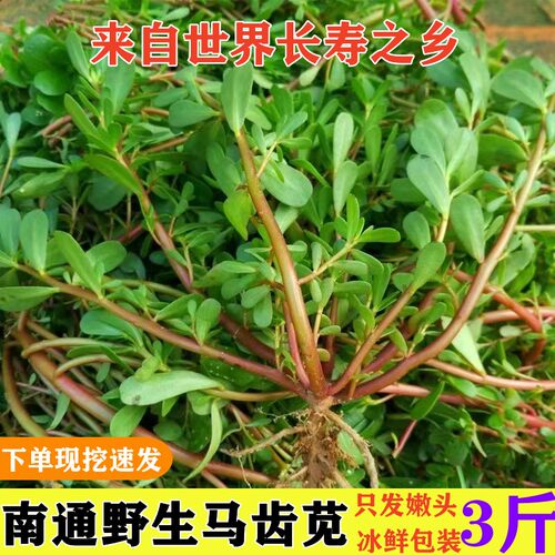 野生马齿苋菜马蜂菜现挖