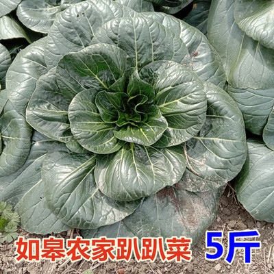 如皋特产黑塌菜趴趴菜黑菜