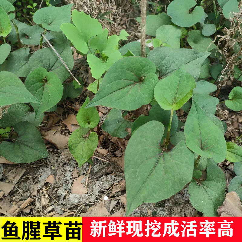 江苏农家鱼腥草苗鱼腥草盆栽现挖折耳根种植苗当季蔬菜种植苗庭院