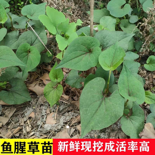江苏农家鱼腥草苗鱼腥草盆栽现挖折耳根种植苗当季蔬菜种植苗庭院
