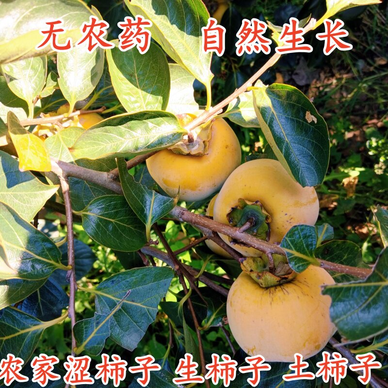 农村土柿子软柿子晒柿饼