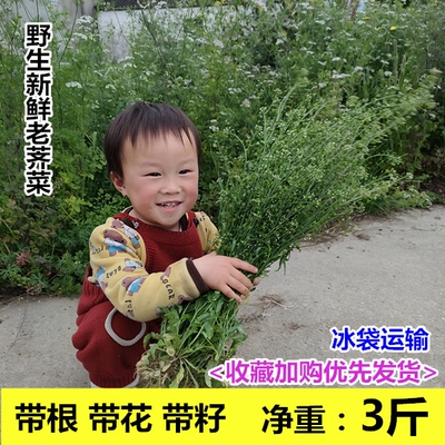 野生新鲜老荠菜南通现挖老荠菜带根带花带籽整株地菜三月三煮鸡蛋