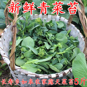 苏州青青菜苔新鲜南通农家露天青菜苔叶菜小油菜小白菜菜苔5斤