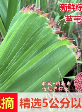 新鲜粽叶野生芦苇叶宽大如皋农家粽叶纯天然粽子叶非竹叶现货速发