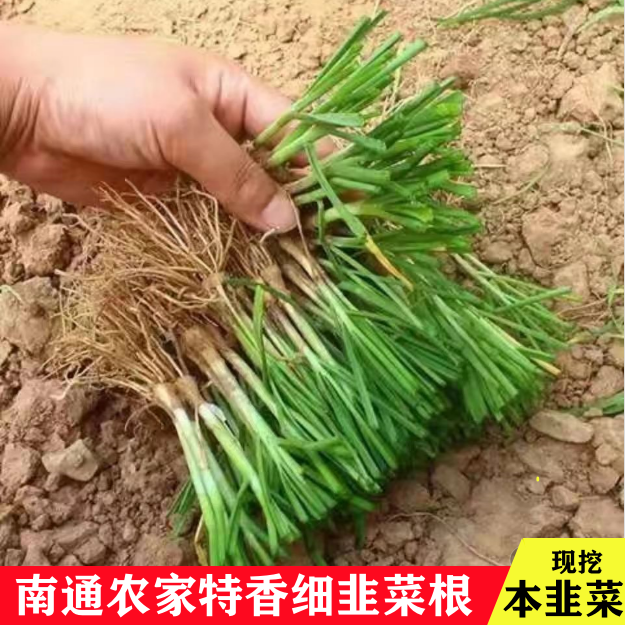 南通特香新韭菜根苗小叶本地细叶室内盆栽阳台庭院四季栽种蔬菜苗 鲜花速递/花卉仿真/绿植园艺 绿植 原图主图