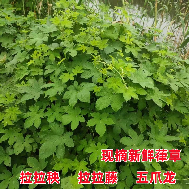 南通新鲜葎草拉拉秧藤五爪龙勒草葛葎草割人草中药材刺人藤500g