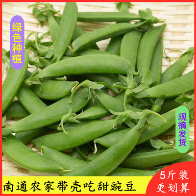 带壳吃甜豌豆荚新鲜现摘