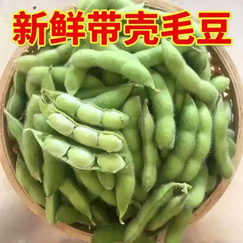 江苏如皋农家现摘新鲜带壳毛豆