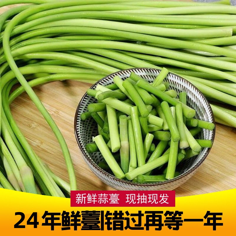 2024农家自种蒜苔新鲜果吟蒜薹