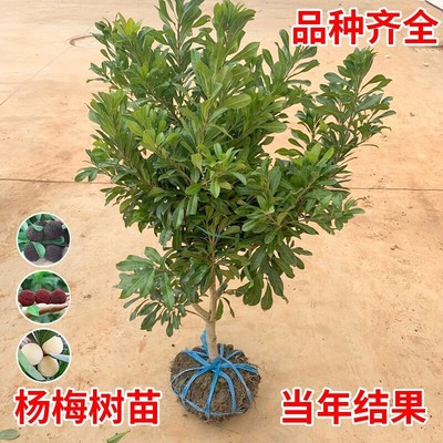 杨梅苗树苗正宗嫁接东魁杨黑炭梅苗盆栽南方地栽特大果苗当年结果