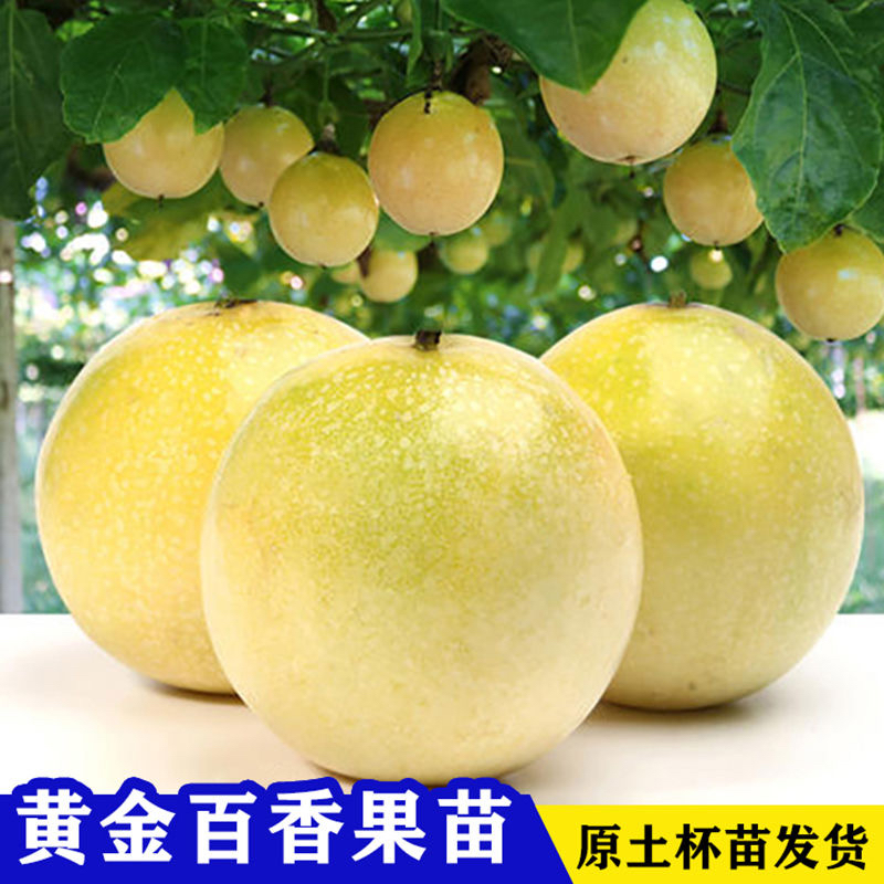 正宗钦蜜9号黄金百香果苗大果纯甜爬藤盆栽阳台庭院四季当年结果