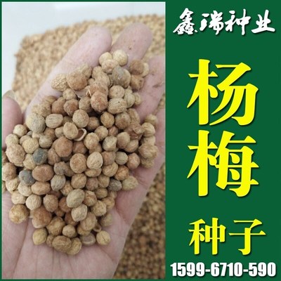 园林绿化行道树苗木种子【杨梅种子】果树灌木林木乔木树种籽