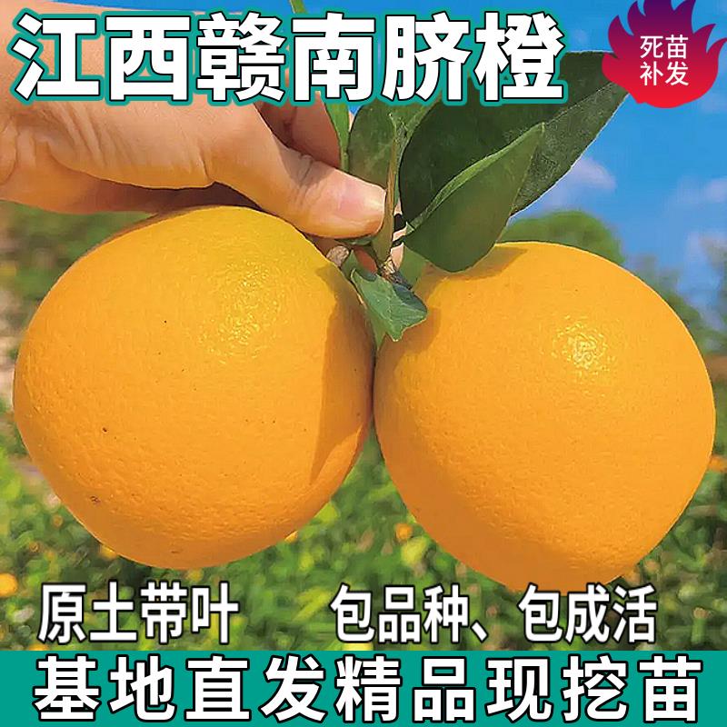 江西赣南脐橙树苗南北方庭院盆栽地栽种植嫁接手掰甜橙子当年结果