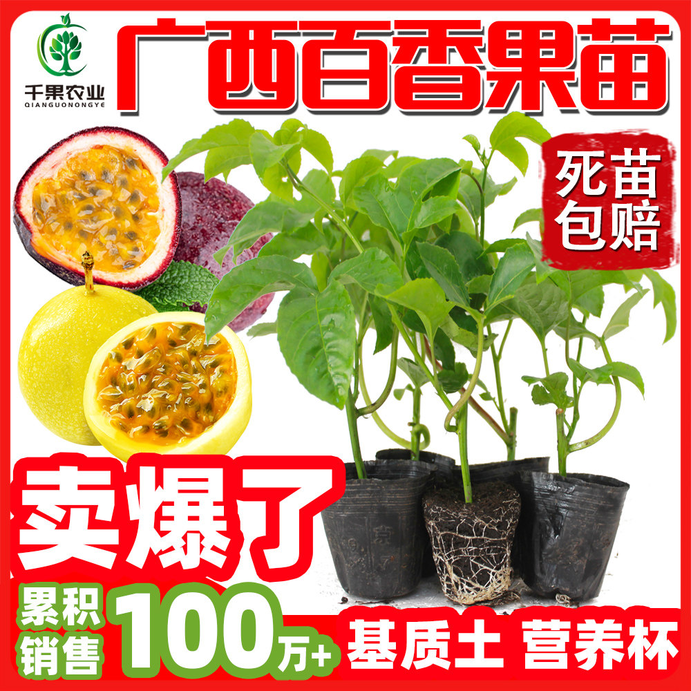 1元试种百香果苗送生根粉包成活