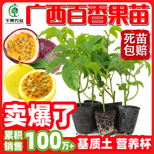 1元试种百香果苗送生根粉包成活