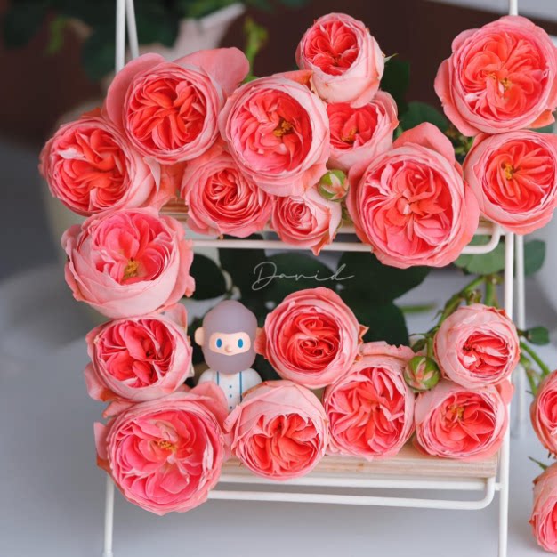 新品种诺娃月季苗大花微月丰花浓香月季花苗四季开花勤花月季